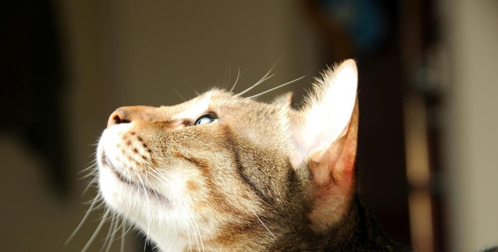 gato cabecera foto2