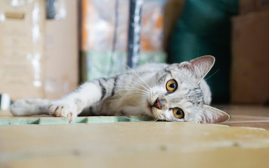 gato cabecera foto4