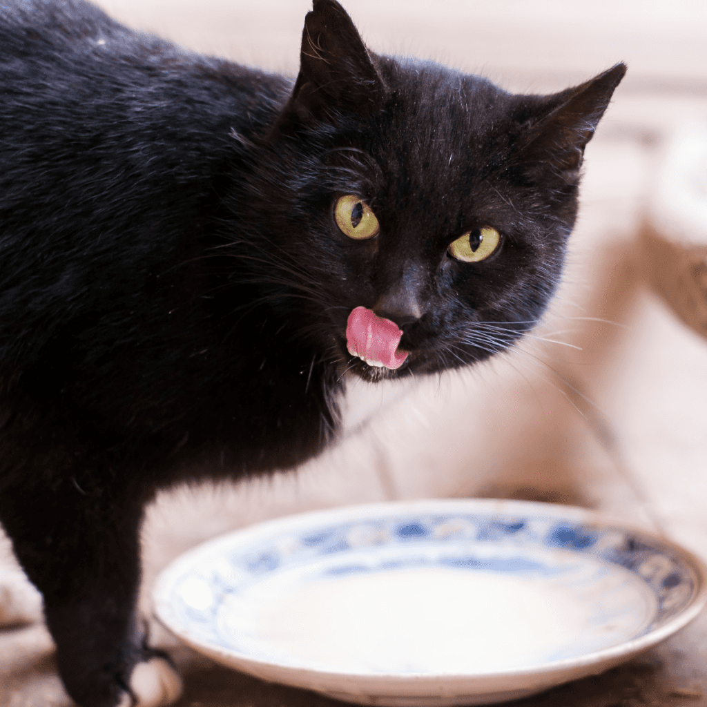 caldo de wesos gato