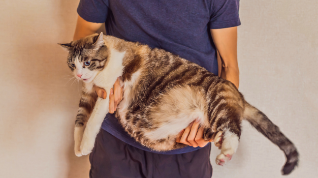 La obesidad en gatos