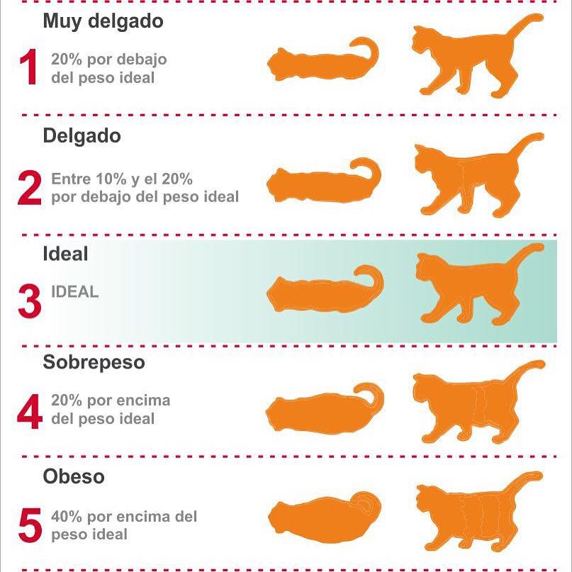 masa corporal en gato