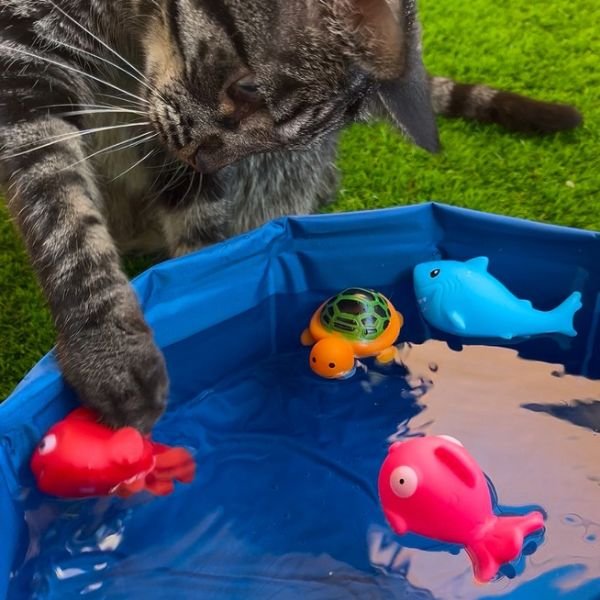 piscina de gatos