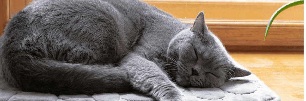 gato durmiendo
