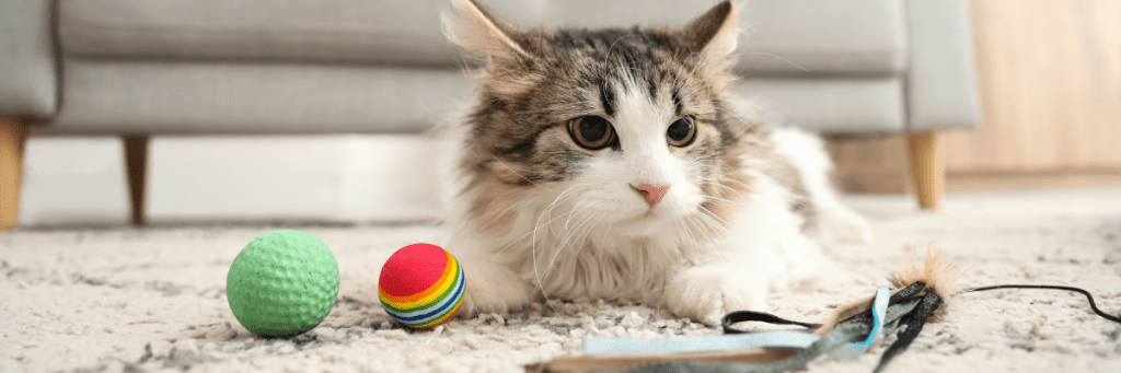 gato y juegos