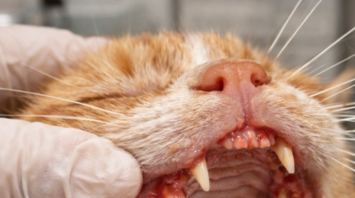 gingivoestomatitis