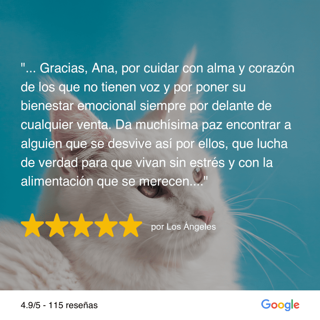 Asesorías Universo Michi