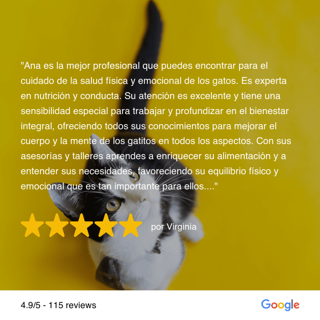 asesorías universo michi